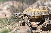 Central asian tortoise (Agrionemys horsfieldii) in steppe, Almatinskaya, Almaty Region, Kazakhstan