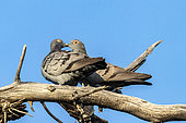 Yellow-eyed pigeon (Columba eversmanni) pair on a branch, Almatinskaya, Almaty Region,Kazakhstan