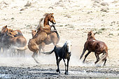 Stallions fighting in the desert, Karaoy, Almatinskaya, Almaty Region, Kazakhstan
