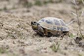 Central asian tortoise (Agrionemys horsfieldii) young in steppe, Almatinskaya, Almaty Region, Kazakhstan