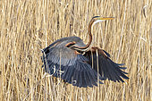Purple Heron (Ardea purpurea) in flight in reed bed, Almatinskaya, Almaty Region, Kazakhstan