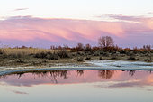 Twilight on a pond in the Ili delta, Almatinskaya, Almaty Region,Kazakhstan
