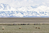 Grue demoiselle (Grus virgo) dans la steppe avec fond de montagnes Tien shan, Almatinskaya, Oblys d'Almaty, Kazakhstan