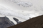 Siberian Ibex (Capra sibirica) female moving against a backdrop of glaciers, Tien Shan, Issyk-Kul Region, Kyrgyzstan