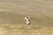 Marco Polo sheep (Ovis ammon polii) male, Sarychat-Eertash, Issyk-Kul Region, Kyrgyzstan