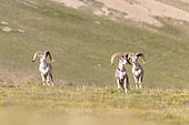 Marco Polo sheep (Ovis ammon polii) males, Sarychat-Eertash, Issyk-Kul Region, Kyrgyzstan