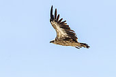 Himalayan Vulture (Gyps himalayensis) in flgiht,Tien Shan, Issyk-Kul Region, Kyrgyzstan