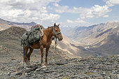 Packed horse in the mountains, in the background the Uch kol valley in the Kyrgyz Tien shan, , Issyk-Kul Region, Kyrgyzstan
