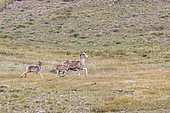 Marco Polo sheep (Ovis ammon polii) female, with young, Sarychat-Eertash, Issyk-Kul Region, Kyrgyzstan