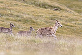 Marco Polo sheep (Ovis ammon polii) female, with young, Sarychat-Eertash, Issyk-Kul Region, Kyrgyzstan