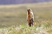 Gray Marmot (Marmota baibacina) alert, Tien Shan, Issyk-Kul Region, Kyrgyzstan