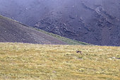 Tibetan Wolf (Canis lupus chanco), Tien Shan, Issyk-Kul Region, Kyrgyzstan