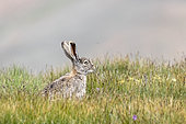 Tolai Hare (Lepus tolai), Tien Shan, Issyk-Kul Region, Kyrgyzstan