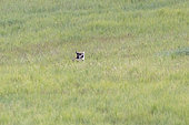 Tibetan Wolf (Canis lupus chanco) young, Tien Shan, Issyk-Kul Region, Kyrgyzstan