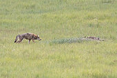 Tibetan Wolf (Canis lupus chanco) and young, Tien Shan, Issyk-Kul Region, Kyrgyzstan