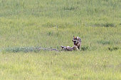 Tibetan Wolf (Canis lupus chanco) young, Tien Shan, Issyk-Kul Region, Kyrgyzstan