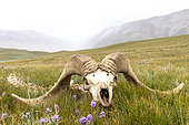 Marco Polo sheep (Ovis ammon polii) male skull, Issyk-Kul Region, Kyrgyzstan