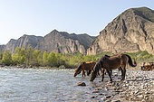 Horses drinking from a river, Cholpon ata gorge,, Toktogul, Jalal-Abad Region, Kyrgyzstan