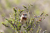 Meadow bunting (Emberiza cioides) on a branch, Toktogul, Jalal-Abad Region, Kyrgyzstan