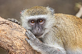 Vervet Monkey (Chlorocebus aethiops) ), resting on a branch, South Luangwa natioinal Park, Zambia, Africa