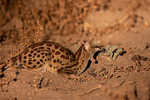 Common genet or Small-spotted Genet (Genetta genetta), South Luangwa natioinal Park, Zambia, Africa