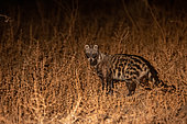 African civet (Civettictis civetta), on the ground, Lower Zambezi natioinal Park, Zambia, Africa