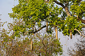 Sausage tree (Kigelia africana), fruits, Kafue national Park, Zambia, Africa