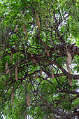 Sausage tree (Kigelia africana), fruits, Kafue national Park, Zambia, Africa
