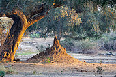 Termite mound, colony of social insects: termites, Lower Zambezi National Park (Lower Zambezi), Zambia, Africa