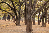 Ebony grove, jackalberry (also known as African ebony (Diospyros mespiliformis), South Luangwa natioinal Park, Zambia, Africa