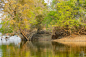 Trees along the river, Kafue natioinal Park, Zambia, Africa