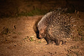Cape porcupine (Hystrix africaeaustralis) or South African porcupine, on the ground, Lower Zambezi nationial Park, Zambia, Africa