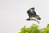 Martial Eagle (Polemaetus bellicosus), in flight, South Luangwa natioinal Park, Zambia, Africa