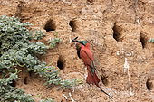Southern Carmine Bee-eater (Merops nubicoides), on the cliff of the Luangwa river, Luangwa river, South Luangwa natioinal Park, Zambia,