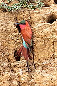 Southern Carmine Bee-eater (Merops nubicoides), on the cliff of the Luangwa river, a white-fronted bee-eater (Merops bullockoides) hold the tail' feathers, Luangwa river, South Luangwa natioinal Park, Zambia, Africa