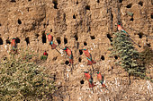 Southern Carmine Bee-eater (Merops nubicoides), on the cliff of the Luangwa river, Luangwa river, South Luangwa natioinal Park, Zambia