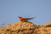 Southern Carmine Bee-eater (Merops nubicoides), on the cliff of the Luangwa river, Luangwa river, South Luangwa natioinal Park, Zambia, Africa