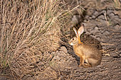 Scrub hare (Lepus saxatilis), Kafue natioinal Park, Zambia, Africa