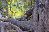 Léopard (Panthera pardus pardus), Baby leopard, Luangwa river, South Luangwa natioinal Park, Zambia, Africa
