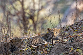 Léopard (Panthera pardus pardus), Baby leopard, Luangwa river, South Luangwa natioinal Park, Zambia, Africa