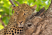 Léopard (Panthera pardus pardus), leopard resting ona branch in a tree, South Luangwa natioinal Park, Zambia, Africa