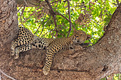Léopard (Panthera pardus pardus), leopard resting ona branch in a tree, South Luangwa national Park, Zambia, Africa
