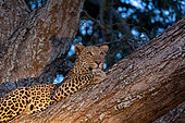 Leopard (Panthera pardus pardus), standing, in a tree, Lower Zambezi natioinal Park, Zambia, Africa