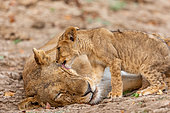 Lioness (Panthere leo) with cub, South Luangwa national Park, Zambia, Africa