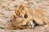Lioness (Panthere leo) with cubs, South Luangwa national Park, Zambia, Africa