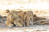 Lioness (Panthere leo) with cubs, South Luangwa national Park, Zambia, Africa