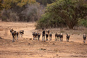 African wild dog or African hunting dog or African painted dog or Cape wild dog (Lycaon pictus), Lower Zambezi natioinal Park, Zambia, Africa