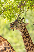 Rhodesian giraffe (Giraffa camelopardalis thornicrofti), more commonly known as Thornicroft’s giraffe, endemic in Zambia, South Luangwa, eating flowers of sausage tree, South Luangwa natioinal Park, Zambia, Africa