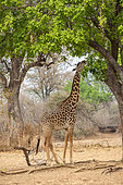 Rhodesian giraffe (Giraffa camelopardalis thornicrofti), more commonly known as Thornicroft’s giraffe, endemic in Zambia, South Luangwa, eating flowers of sausage tree, South Luangwa natioinal Park, Zambia, Africa