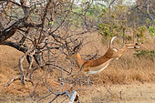 Impala (Aepyceros melampus), male running, Kafue natioinal Park, Zambia